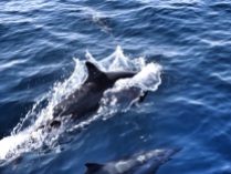 Dolphin escorts